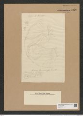 Auliscus samaruensis Grove et Sturt. (de-Toni-Nr.: Genus 171, Species 4369) Zeichnungen Sammlung Grunow Nr. 7936 (NHMW-BOT-W0377215)
